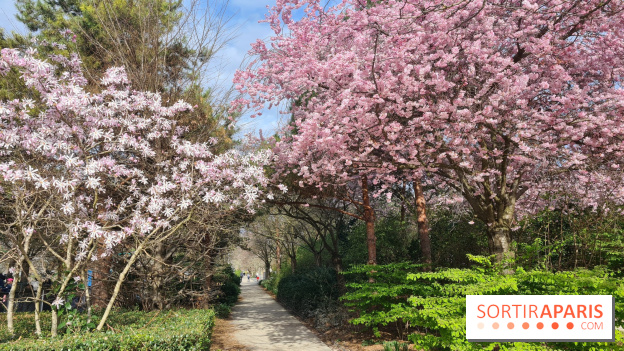 Où voir des cerisiers en fleurs à Paris et en Île-de-France : nos spots coup de cœur !