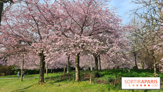 Où voir des cerisiers en fleurs à Paris et en Île-de-France : nos spots coup de cœur !