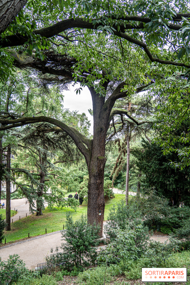 Le saviez-vous ? Découvrez le plus ancien cèdre du Liban de France à Paris et son histoire insolite