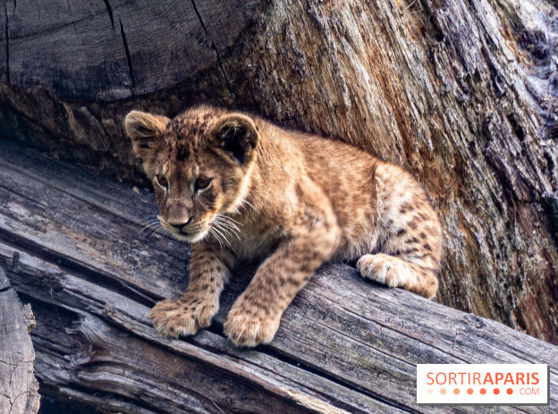 Zoo Safari de Thoiry : les nouveautés à découvrir