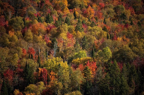 « Le Québec, l’automne en majesté » : l'exposition gratuite qui invite au voyage à Bercy Village