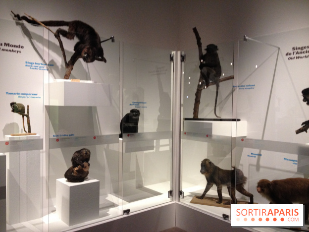 Sur la piste des Grands Singes