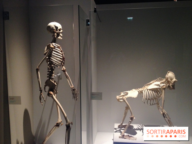 Sur la piste des Grands Singes