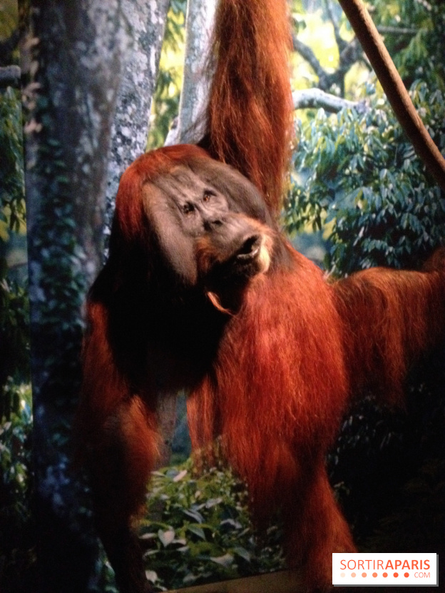 Sur la piste des Grands Singes