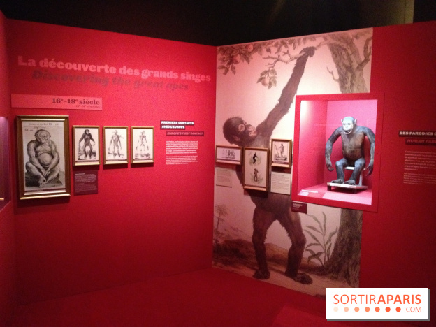 Sur la piste des Grands Singes