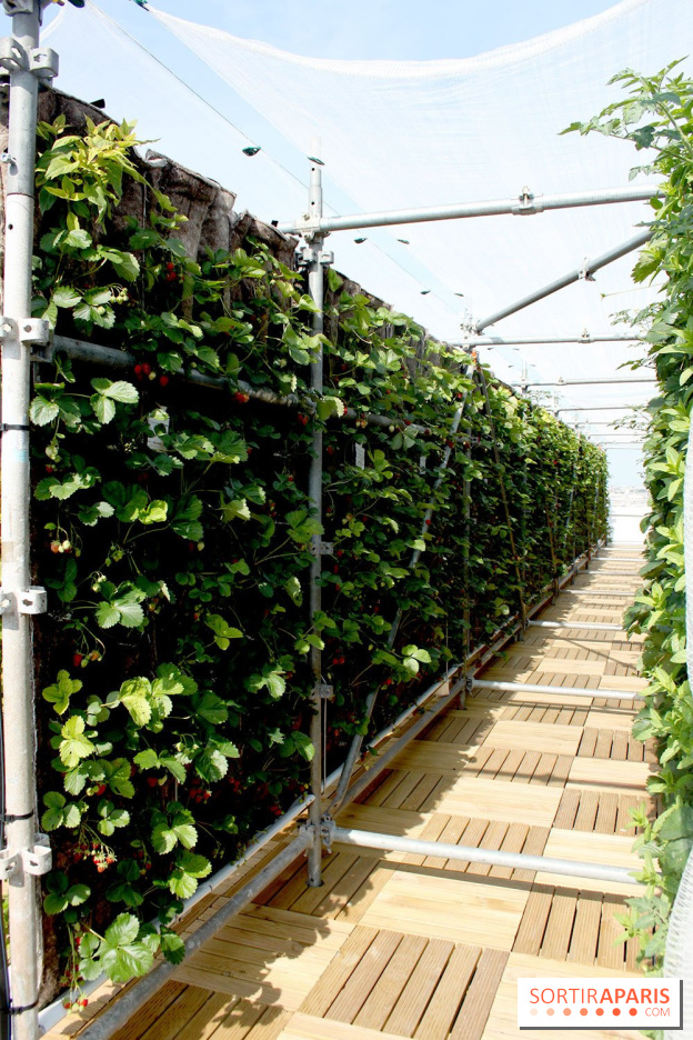 Le Paris sous les fraises des Galeries Lafayette