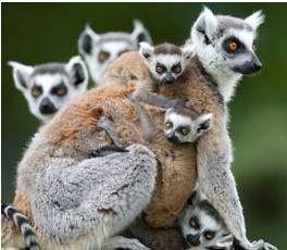 Madagascar à l’honneur au Parc de Thoiry