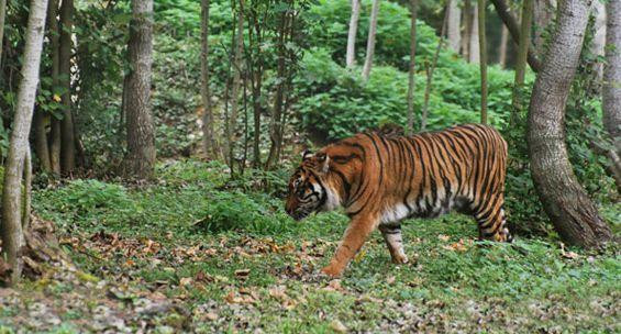 La jeune tigresse ISHA arrive au Parc des Félins