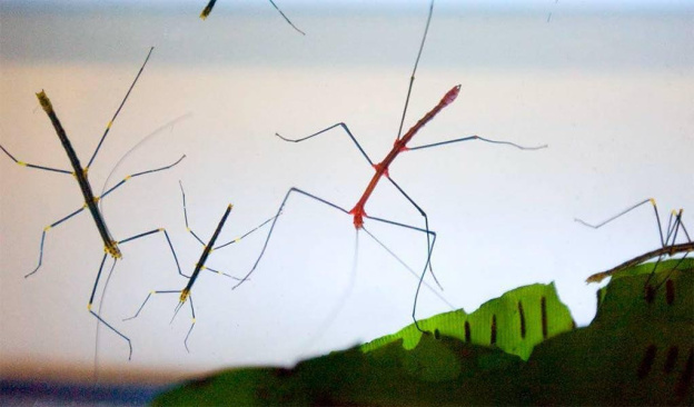 Fête des Mères à Thoiry : entrée gratuite pour les mamans !