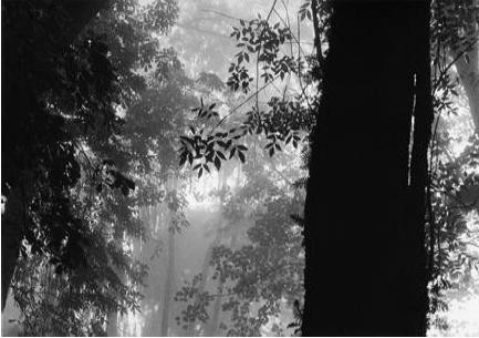 La(b) Galerie Artyfact présente l'exposition Nature(s)