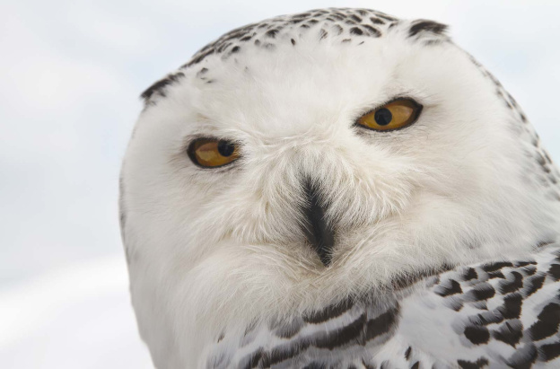 Les Saisons : critique et jeu concours