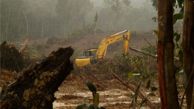 Projection gratuite du documentaire Forêt mouvante