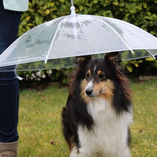 Cadeaux de Noël 2016 pour animaux : un parapluie pour chien