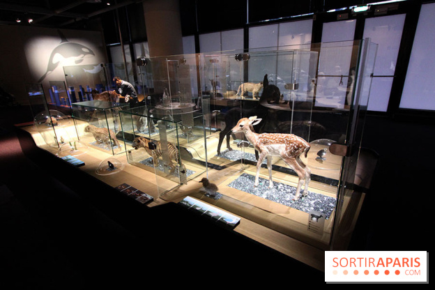 Exposition BéBés animaux à la Cité des Sciences, les photos
