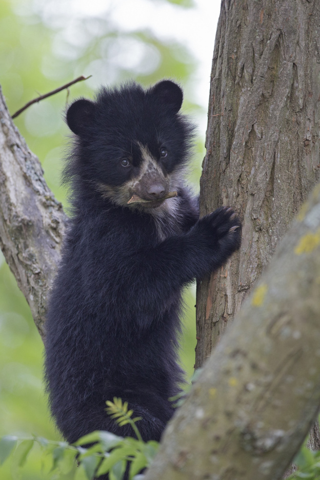 Les premiers pas de l'ourse Nazca au zoo de Thoiry