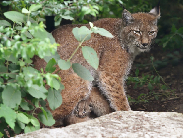 Des bébés Lynx au Parc Zoologique de Paris Vincennes