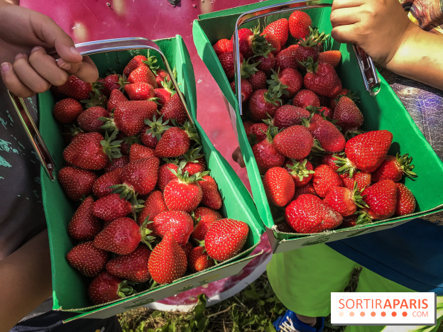 Cueillettes des fraises autour de Paris