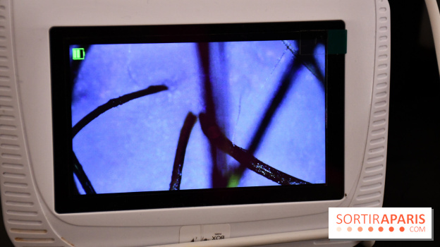 Le Head-Spa by Pop my curls, un head-spa japonais adapté aux cheveux bouclés et locks près de Paris