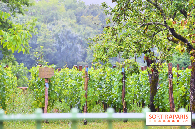 Domaine du bois brillant, la renaissance d'un vignoble historique en île-de-France