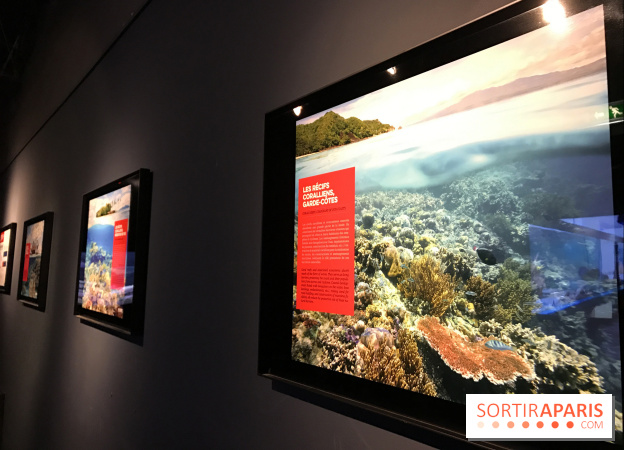 Les récifs Coralliens s'exposent à l'Aquarium de Paris