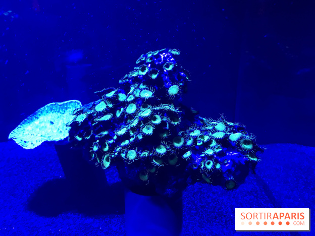 Les récifs Coralliens s'exposent à l'Aquarium de Paris