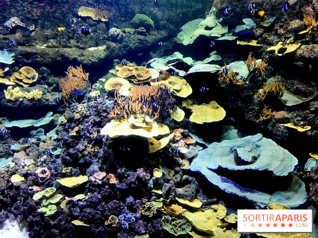 Les récifs Coralliens s'exposent à l'Aquarium de Paris