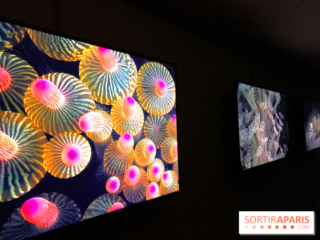 Les récifs Coralliens s'exposent à l'Aquarium de Paris