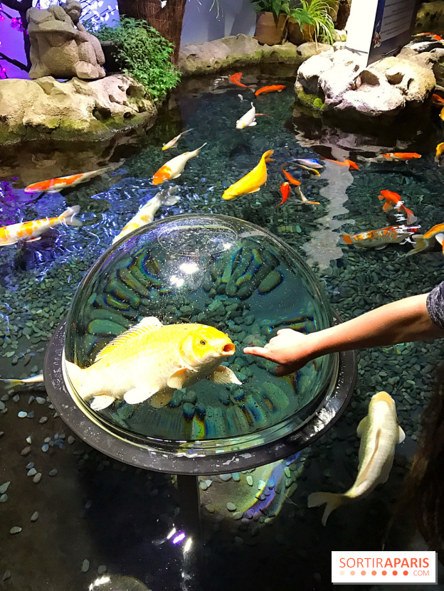 Les récifs Coraliens s'exposent à l'Aquarium de Paris