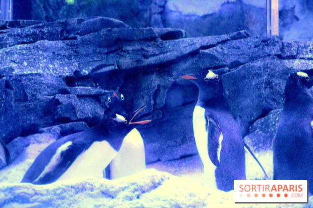 Les Manchots de l'Aquarium Sea Life