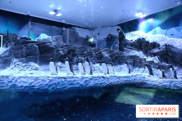 Les Manchots de l'Aquarium Sea Life