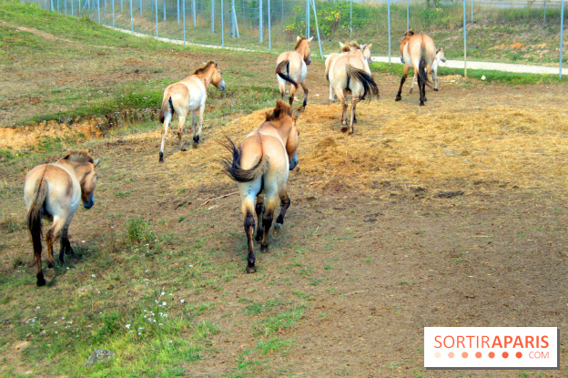 Camion Safari : une visite guidée dans les coulisses de Thoiry