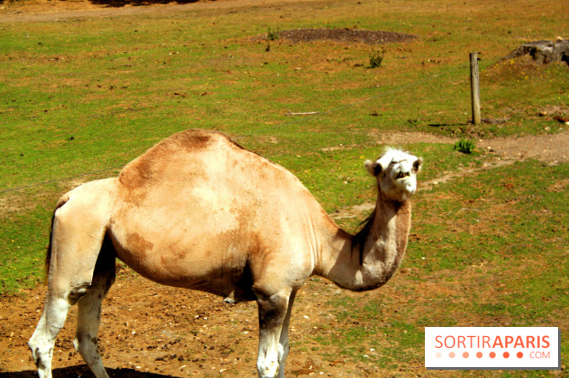 Camion Safari : une visite guidée dans les coulisses de Thoiry