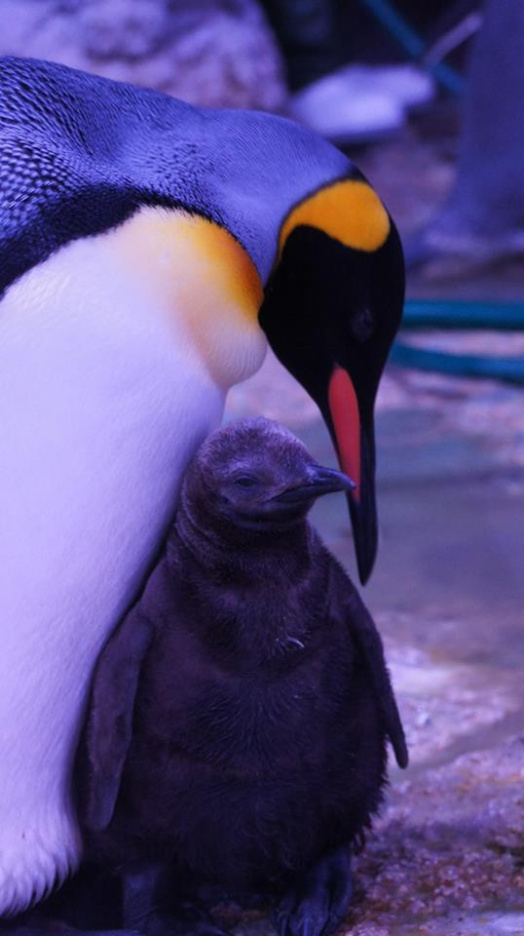 Un bébé manchot Royal est né à Sea Life Val d'Europe !