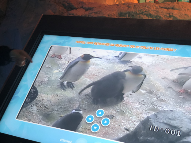 Un bébé manchot Royal est né à Sea Life Val d'Europe ! 