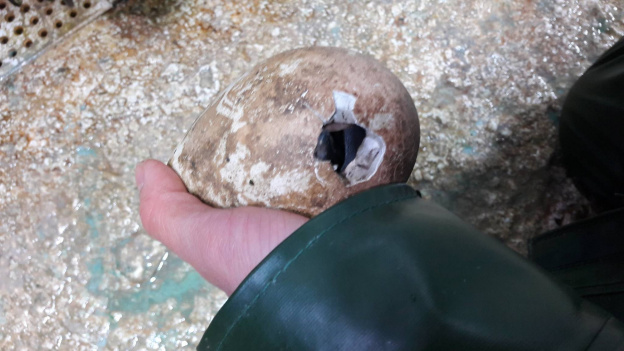 Un bébé manchot Royal est né à Sea Life Val d'Europe !