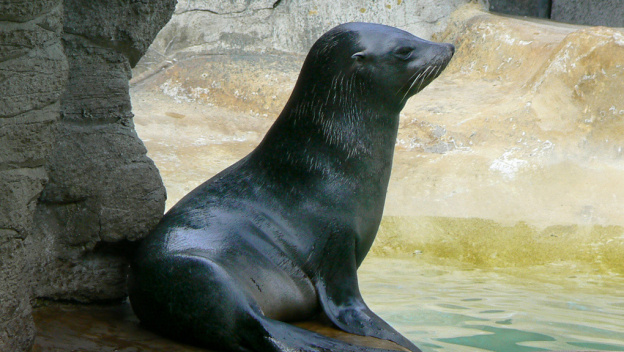 Les vacances de février 2019 au Parc Zoologique de Paris Vincennes