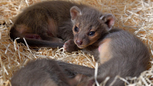 Naissance de deux jaguars au Parc Zoologique de Paris ! 