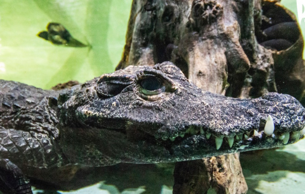 De nouveaux arrivants au vivarium du ZooSafari de Thoiry, entièrement réaménagé