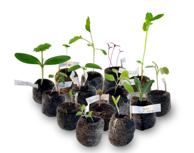 Un calendrier de l'Avent 2020 100% graines anciennes à planter