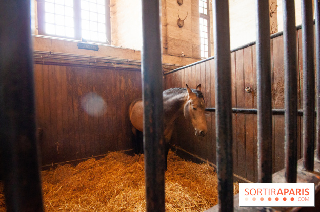 Nature, le spectacle équestre à Chantilly