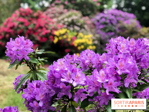 L'Arboretum de Versailles - Chevreloup