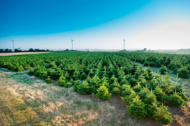 Noël 2020 : notre best of des Sapins de Noël