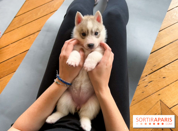 Puppy Yoga Paris, des séances de yoga tout en câlins avec d'adorables chiots - Prochaines dates