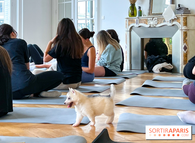 Puppy Yoga Paris, des séances de yoga tout en câlins avec d'adorables chiots - Prochaines dates