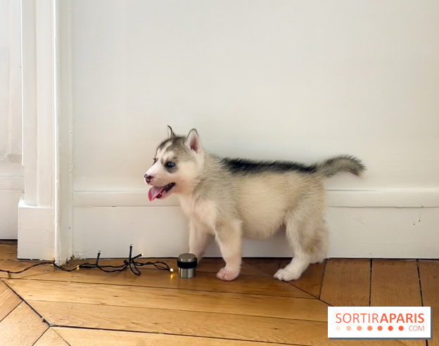 Puppy Yoga Paris, des séances de yoga tout en câlins avec d'adorables chiots 