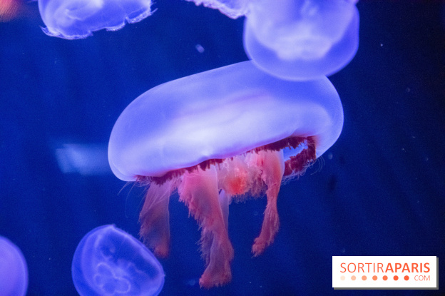 L'Aquarium de Paris ouvre son Médusarium