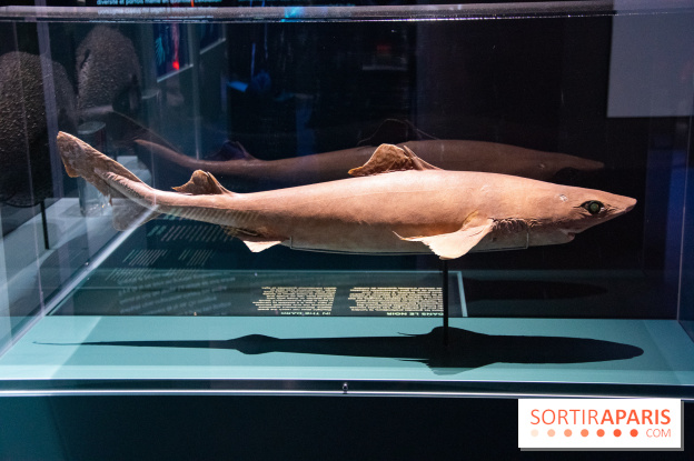 Océan, l'exposition à la Grande Galerie de l'Evolution