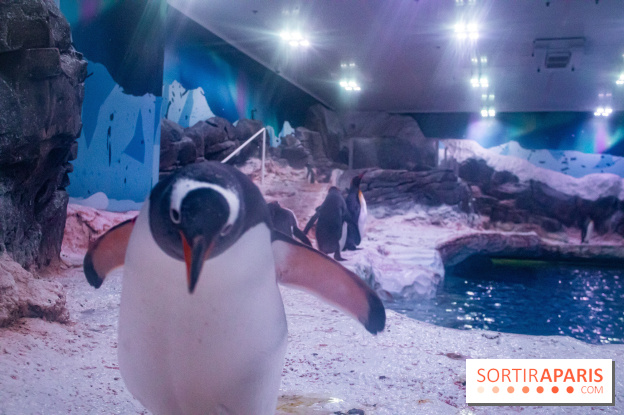 Les petits déjeuners avec les manchots de l'aquarium Sea Life