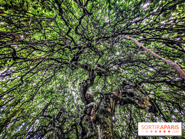 Le parcours des Arbres Admirables dans le domaine du château de Versailles
