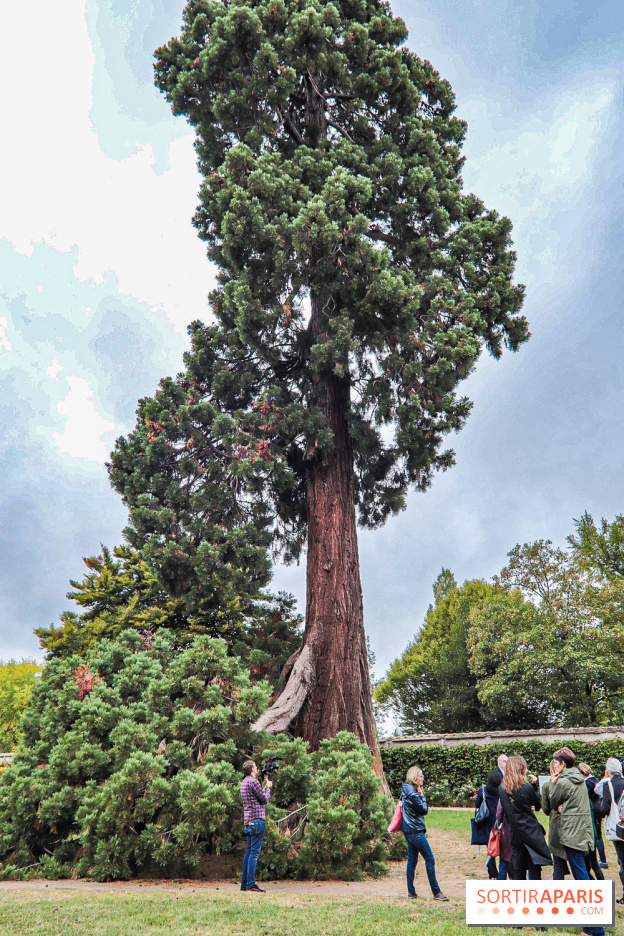 Le parcours des Arbres Admirables dans le domaine du château de Versailles